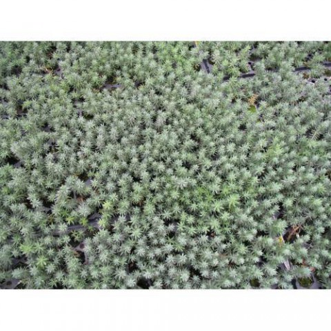 SEDUM REFLEXUM 90 ADET - TERARYUM İÇİN SUKULENT BİTKİ