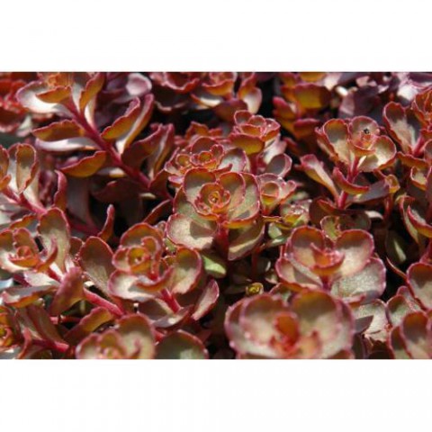 SEDUM VODOO 90 ADET - KIRMIZI YER ÖRTÜCÜ, SUKULENT TERARYUM BİTKİ