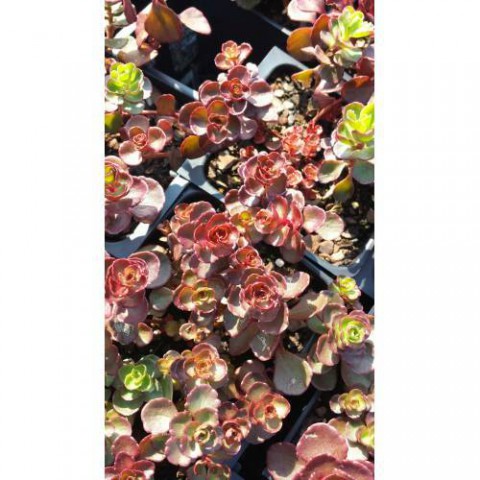 SEDUM VODOO 90 ADET - KIRMIZI YER ÖRTÜCÜ, SUKULENT TERARYUM BİTKİ