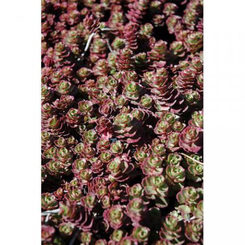 SEDUM VODOO 90 ADET - KIRMIZI YER ÖRTÜCÜ, SUKULENT TERARYUM BİTKİ