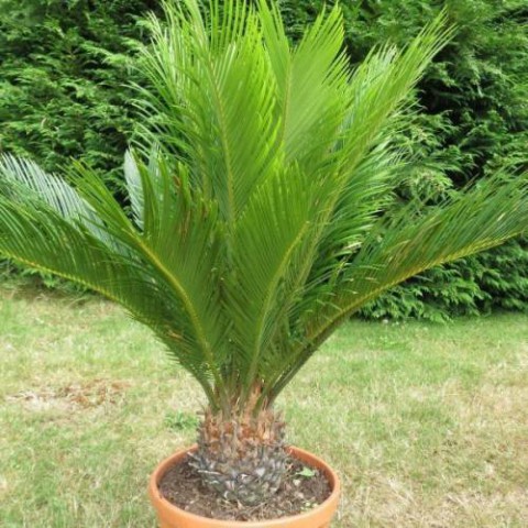 SİKAS SAGO PALMİYESİ 60-80 CM