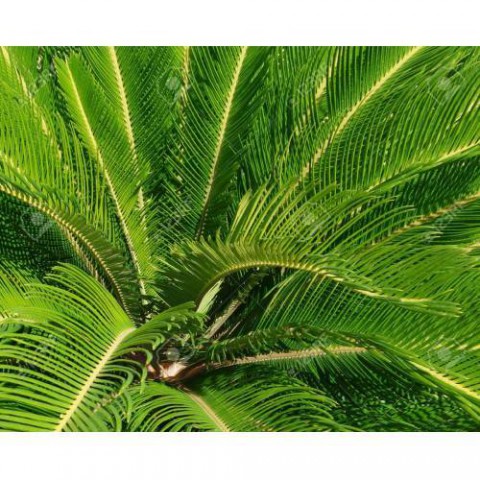 SİKAS SAGO PALMİYESİ 60-80 CM