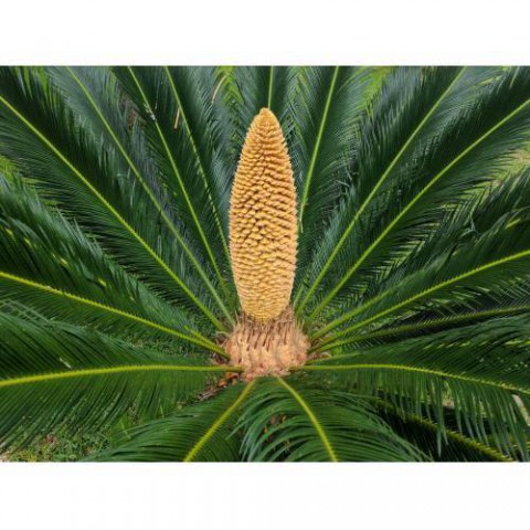 SİKAS SAGO PALMİYESİ 60-80 CM