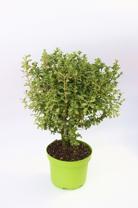 ŞİMŞİR FİDANI 2 ADET - DEKORATİF SAKSIDA HEDİYELİK