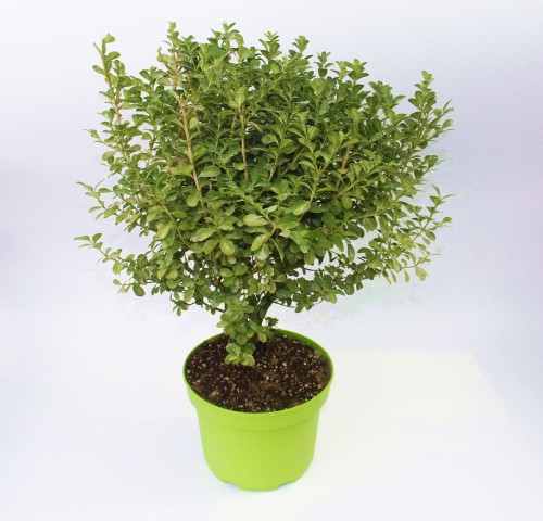 ŞİMŞİR FİDANI 2 ADET - DEKORATİF SAKSIDA HEDİYELİK