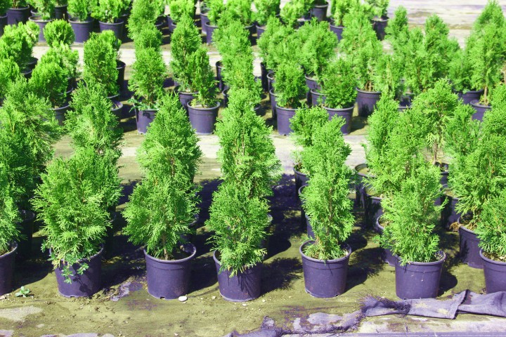 SMARAGD BATI MAZISI 20 ADET