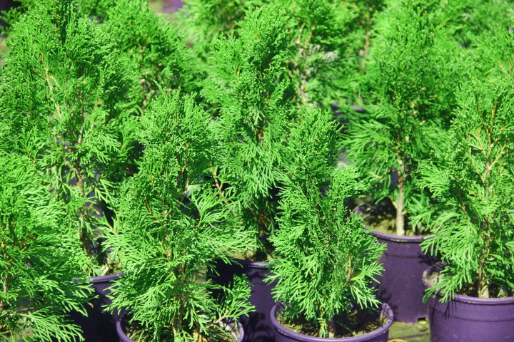 SMARAGD BATI MAZISI 20 ADET