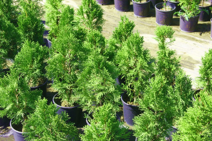 SMARAGD BATI MAZISI 20 ADET