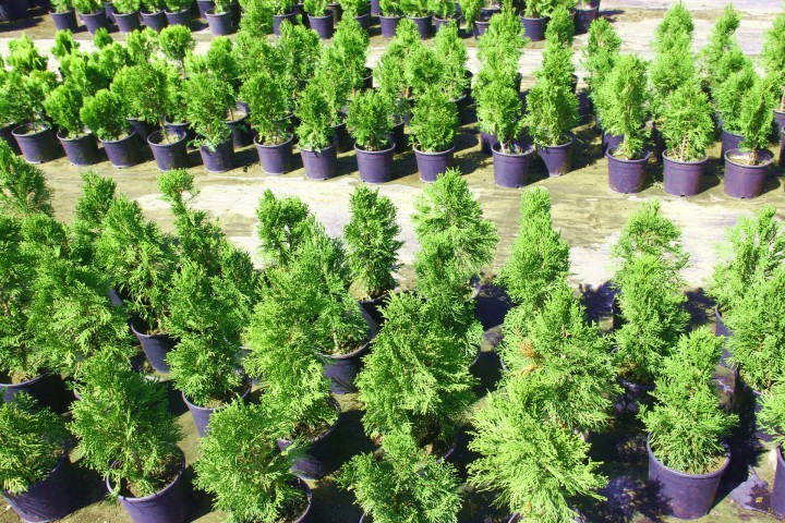 SMARAGD BATI MAZISI 20 ADET