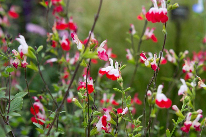 SÜS ADAÇAYI 3 ADET - Salvia Microphylla 'Hot Lips'