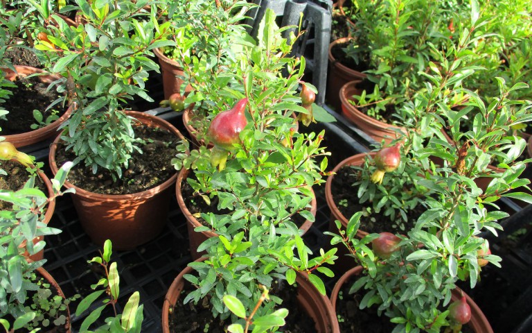 SÜS NARI PUNİCA 3 ADET