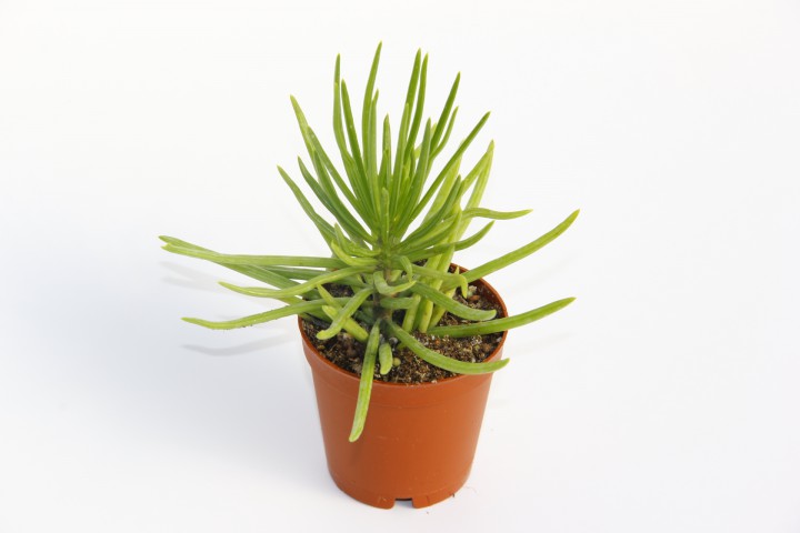 Senecio Barbertonicus Himalaya - 10 ADET SUKULENT