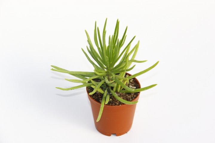 Senecio Barbertonicus Himalaya - 10 ADET SUKULENT