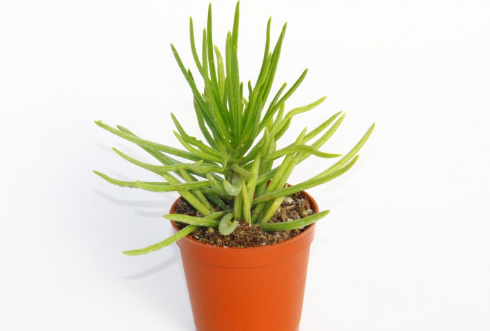 Senecio Barbertonicus Himalaya - 20 ADET SUKULENT