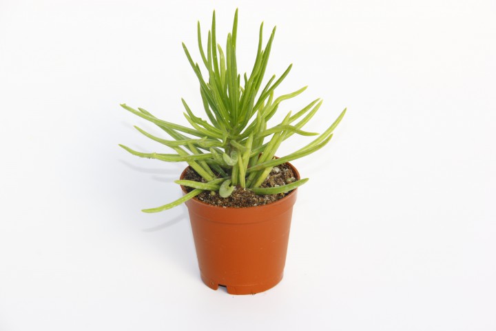 Senecio Barbertonicus Himalaya - 20 ADET SUKULENT