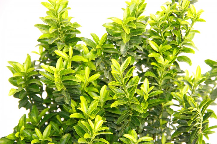 TAFLAN MİCROPHYLLUS 10 ADET - YEŞİL SAKSIDA HEDİYELİK