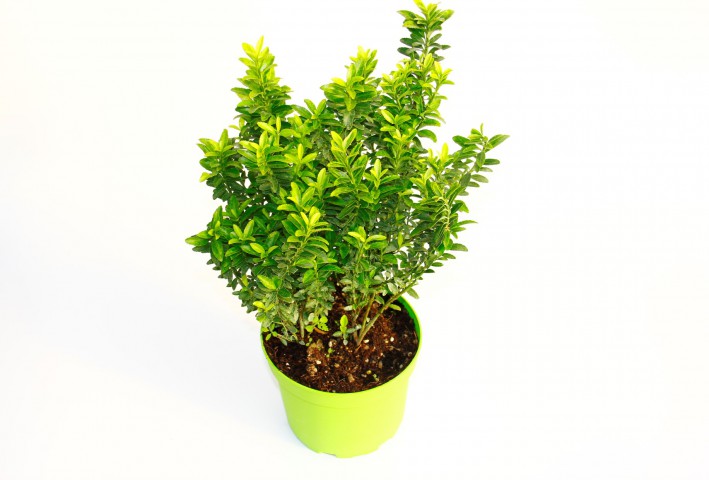 TAFLAN MİCROPHYLLUS 10 ADET - YEŞİL SAKSIDA HEDİYELİK