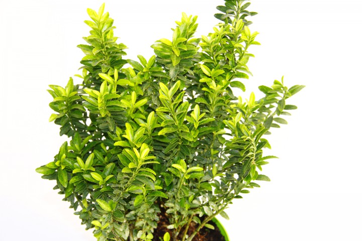 TAFLAN MİCROPHYLLUS 10 ADET - YEŞİL SAKSIDA HEDİYELİK