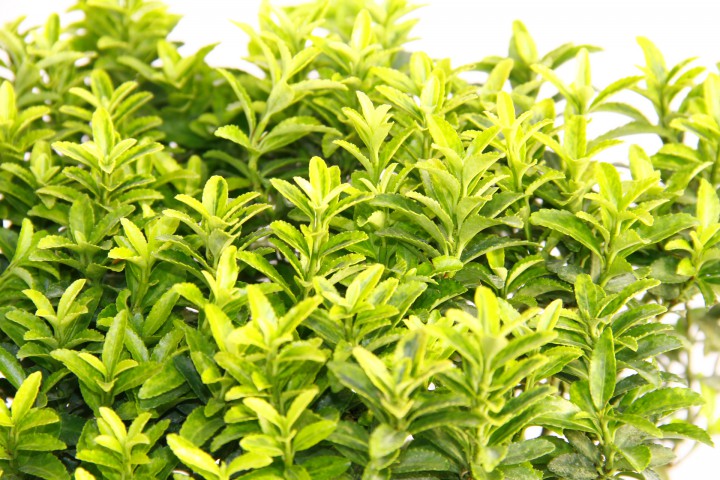 TAFLAN MİCROPHYLLUS 3 ADET - MAVİ SAKSIDA HEDİYELİK