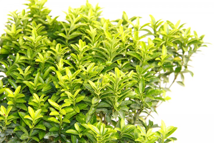 TAFLAN MİCROPHYLLUS 3 ADET - MAVİ SAKSIDA HEDİYELİK