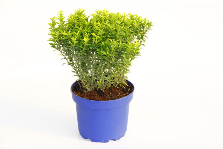 TAFLAN MİCROPHYLLUS 5 ADET - MAVİ SAKSIDA HEDİYELİK