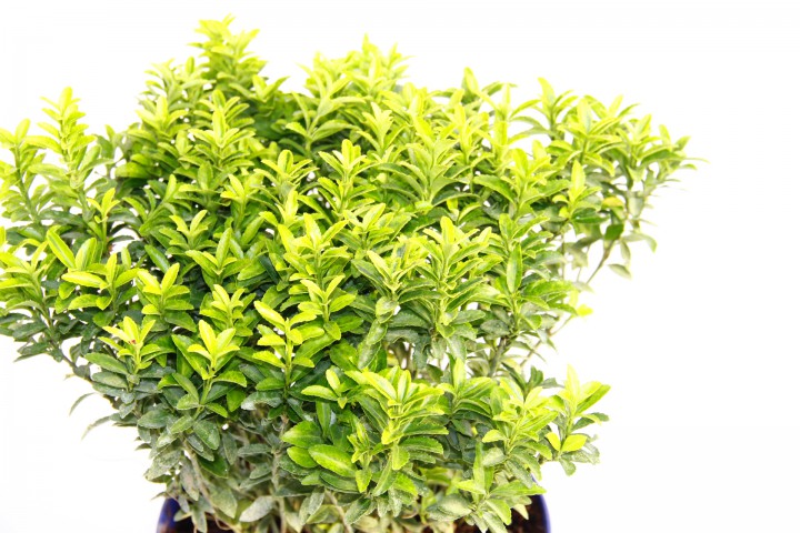 TAFLAN MİCROPHYLLUS 5 ADET - MAVİ SAKSIDA HEDİYELİK