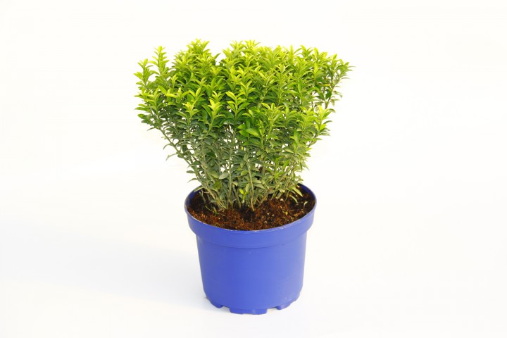 TAFLAN MİCROPHYLLUS 5 ADET - MAVİ SAKSIDA HEDİYELİK