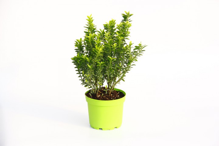 TAFLAN MİCROPHYLLUS 5 ADET - YEŞİL SAKSIDA HEDİYELİK