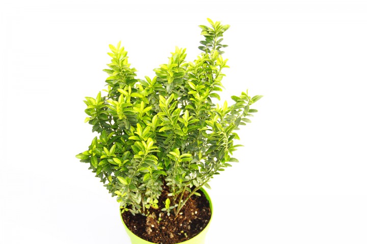 TAFLAN MİCROPHYLLUS 5 ADET - YEŞİL SAKSIDA HEDİYELİK