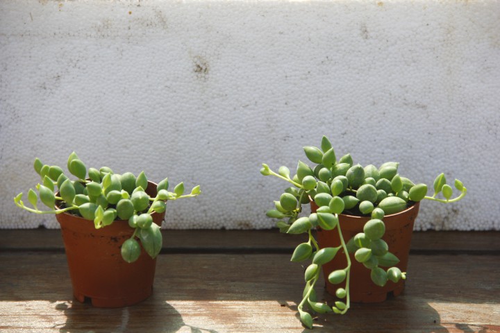 TESBİH ÇİÇEĞİ  5 ADET