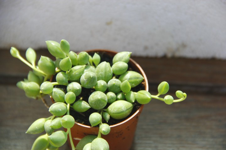 TESBİH ÇİÇEĞİ  5 ADET