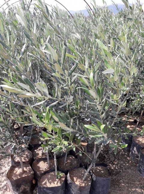 TRİLYE (GEMLİK) ZEYTİN FİDANI 20 ADET