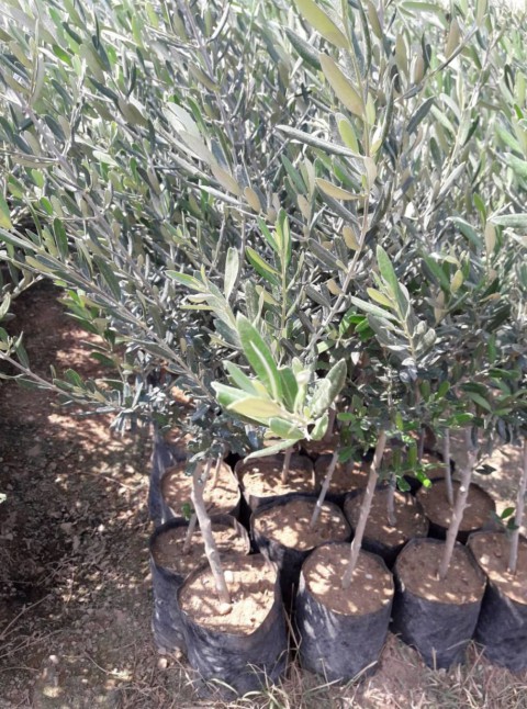 TRİLYE (GEMLİK) ZEYTİN FİDANI 5 ADET