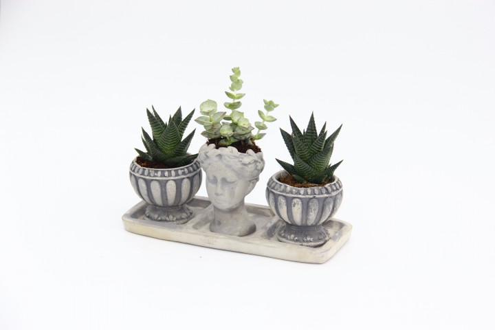 TRİO HELEN GRİ SUKULENT SETİ - Haworthia Limifolia, Crassula