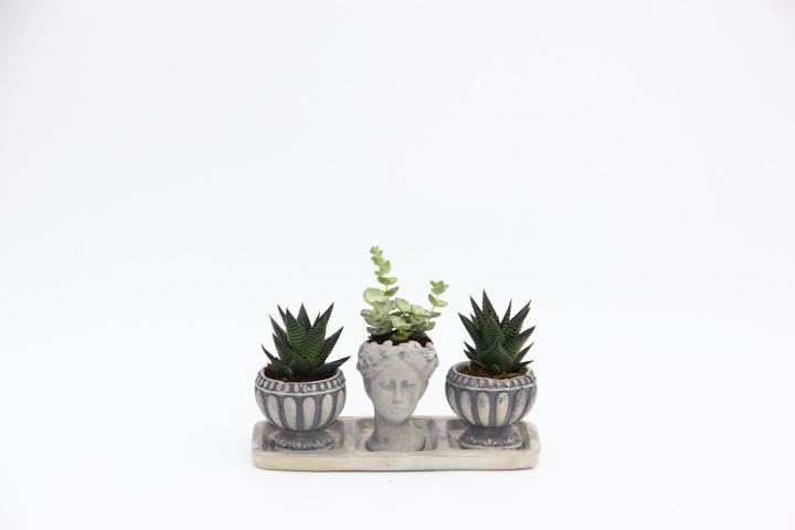 TRİO HELEN GRİ SUKULENT SETİ - Haworthia Limifolia, Crassula