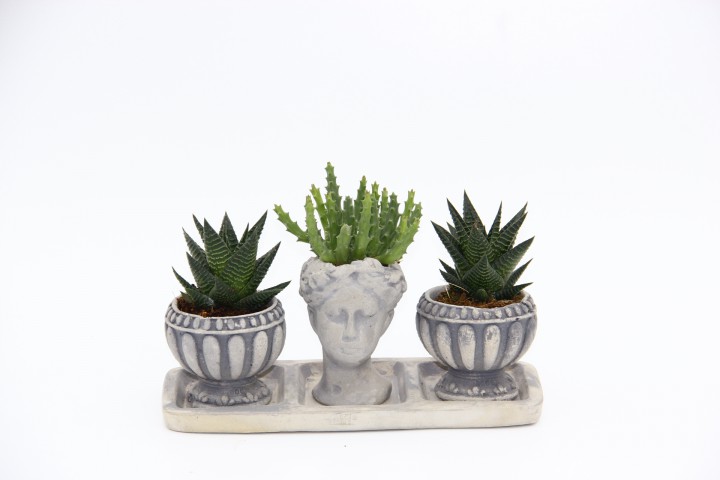 TRİO HELEN GRİ SUKULENT SETİ - Haworthia Limifolia, Huernia