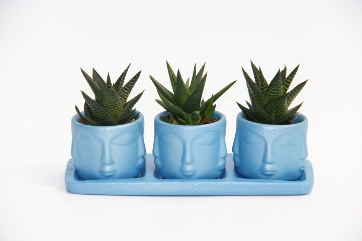 TRİO MAVİ ADLER SUKULENT SETİ - Haworthia Limifolia, Rigida