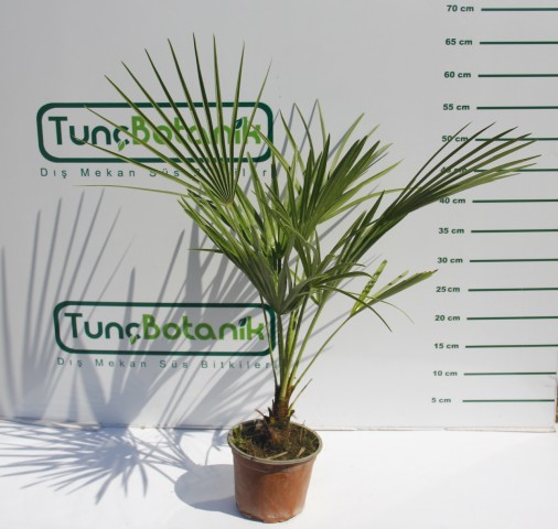 TÜYLÜ PALMİYE FİDANI 30-40 cm / Chamaerops Excelsa