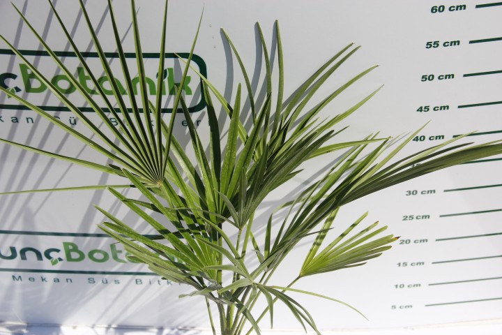TÜYLÜ PALMİYE FİDANI 30-40 cm / Chamaerops Excelsa