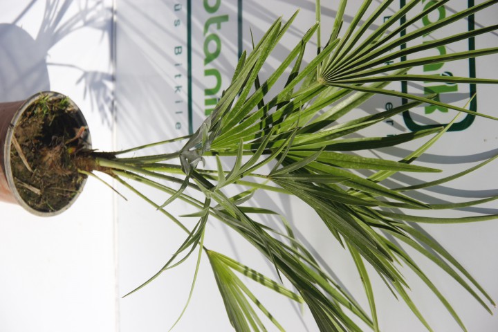 TÜYLÜ PALMİYE FİDANI 30-40 cm / Chamaerops Excelsa