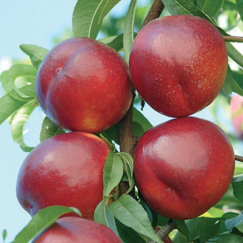 VENÜS NEKTARİN FİDANI - AŞILI ve TÜPLÜ