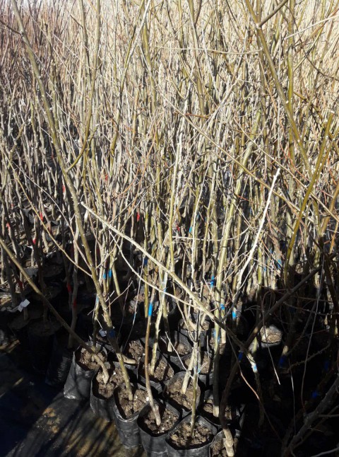 VENÜS NEKTARİN FİDANI - AŞILI ve TÜPLÜ