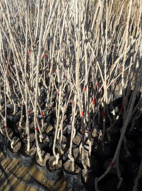 VENÜS NEKTARİN FİDANI - AŞILI ve TÜPLÜ