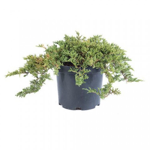 YAYILICI ARDIÇ FİDANI 3 ADET - YER ÖRTÜCÜ SÜS BİTKİSİ
