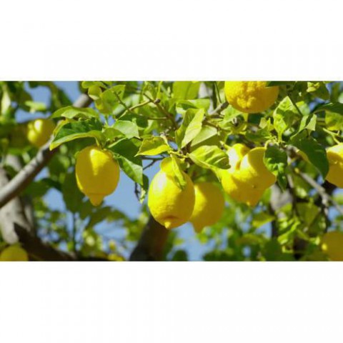 YEDİVEREN LİMON FİDANI - 3 YAŞ TÜPLÜ FİDAN