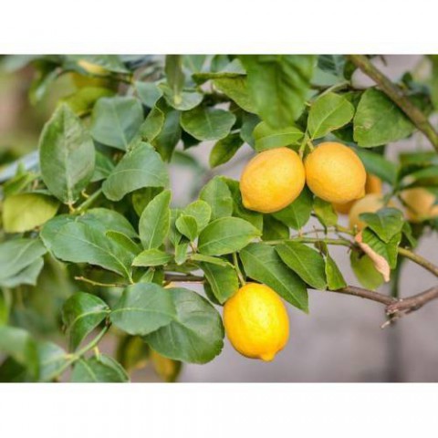 YEDİVEREN LİMON FİDANI - 3 YAŞ TÜPLÜ FİDAN