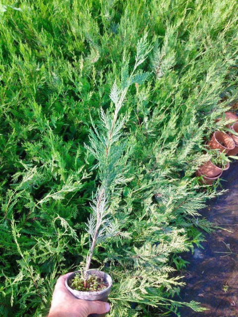 YEŞİL LEYLANDİ 5 ADET - AŞILI ÇİT BİTKİSİ