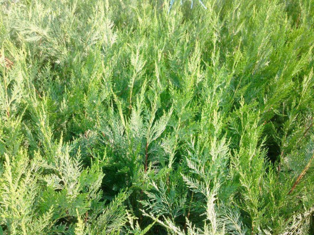 YEŞİL LEYLANDİ 5 ADET - AŞILI ÇİT BİTKİSİ