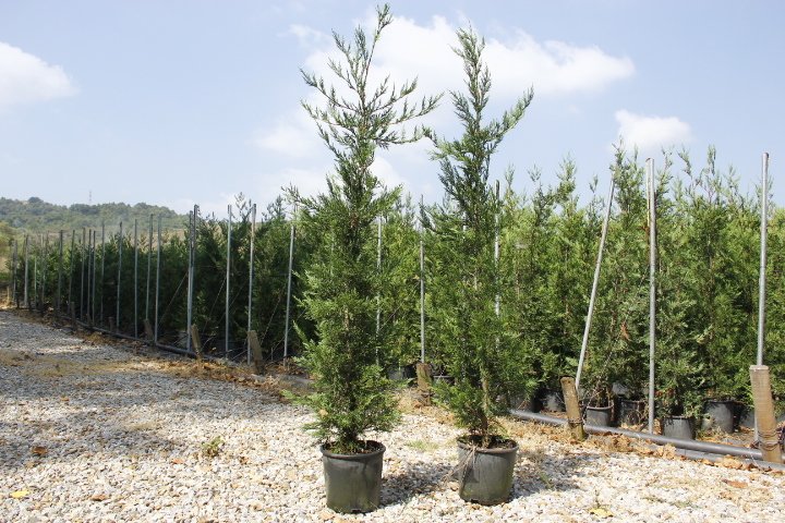 YEŞİL LEYLANDİ - AŞILI ÇİT BİTKİSİ 1-1.5 Metre