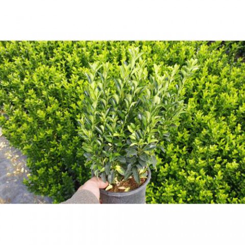 YEŞİL SÜTUN TAFLAN - DEKORATİF ÇİT BİTKİSİ 30 ADET